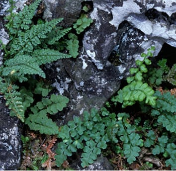 Polyploid speciation in Asplenium