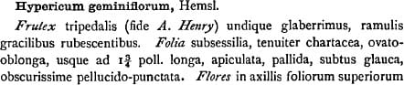 Hypericum geminiflorum - la descripción original