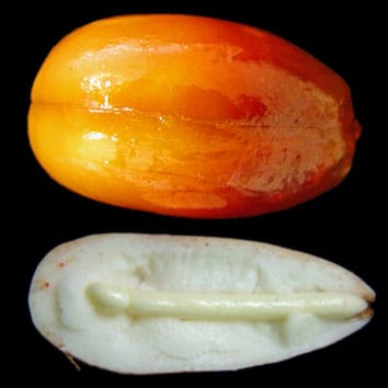 Growth regulators and germination of recalcitrant seeds