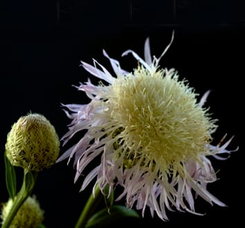 Evolution and biogeography of Plectocephalus