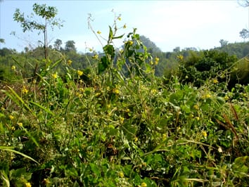 Phylogeny and biogeography of subgenus Ceratotropis