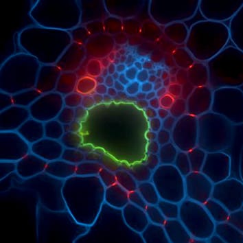 Extensin, carinal canals and water transport