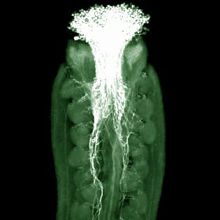 Proteins, pollen tube growth and guidance