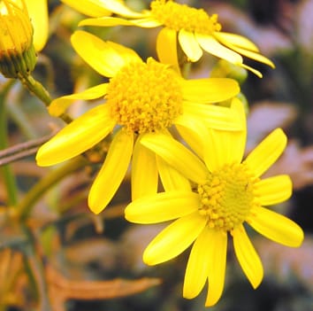 Pollen–pistil interactions in the Asteraceae (Review)