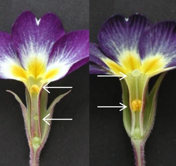 Control of floral heteromorphy in Primula (Review)