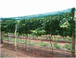 Artículo de libre acceso gratuito: Las reducciones en la acumulación de biomasa, la fotosíntesis in situ y el balance neto de carbono son los costos de proteger las vides de Vitis vinifera 'Semillon' del estrés por calor con cobertura de sombra