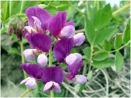 Article gratuit en libre accès&nbsp;: Histoire isolée de la plante côtière Lathyrus japonicus (Leguminosae) dans le lac Biwa, un ancien lac d'eau douce
