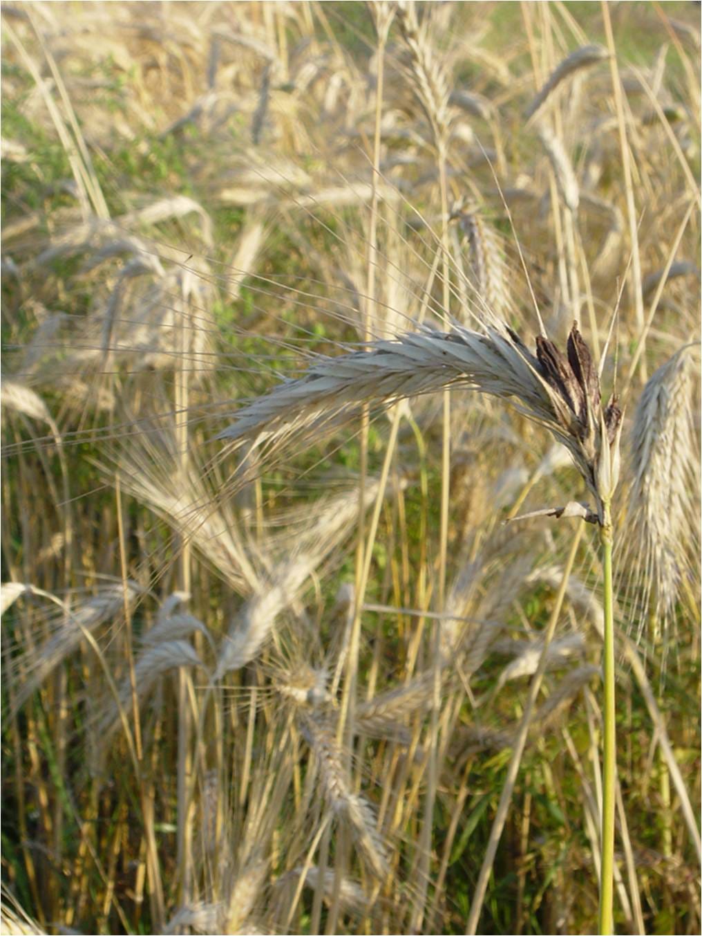 Ergot dans l'oreille de seigle