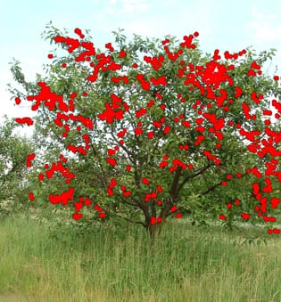 Characterization of 3-D patterns of disease in cherry