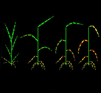 3-D plant–pathogen model for disease epidemics