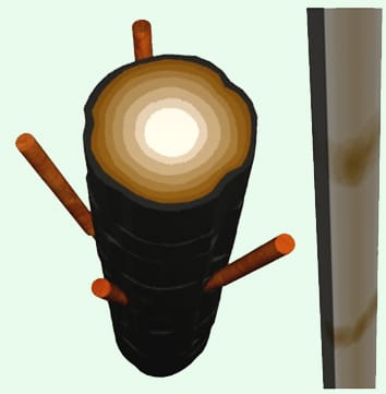 Modélisation des caractéristiques de la cime et du bois de Pinus