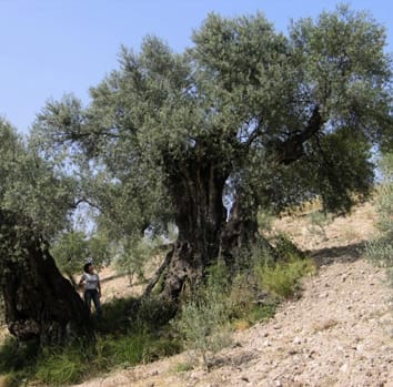 Genetic diversity of ancient olive trees