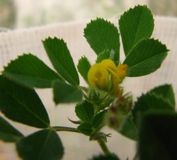 Ontogeny and responses to apical damage