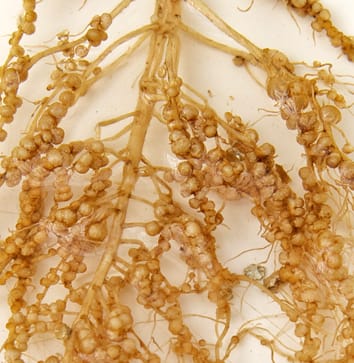 Molecular control of legume nodulation (Botanical Briefing)