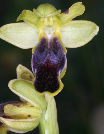 Progenitor–derivative speciation in orchids