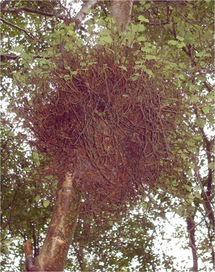 Un balai de sorcière sur un tronc d'arbre