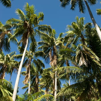 Filogenia de las palmeras arecoides