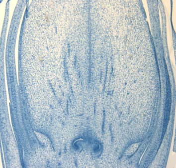 Environmental regulation of sex determination in oil palm (Review)