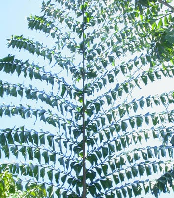 DNA barcoding: a new tool for palm taxonomists?