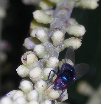 Pollination mechanisms in palms (Review)