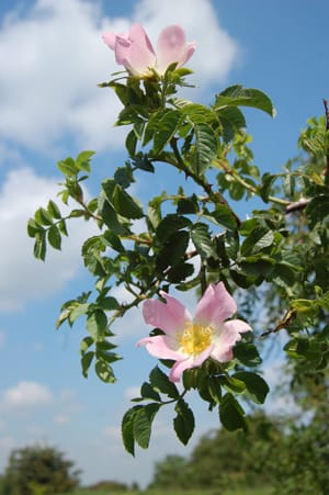 Dog rose, Rosa canina, utilisé sur un Annals of Botany couverture
