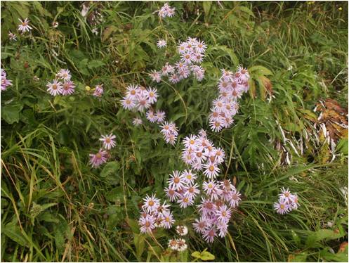 Artículo gratuito — Genética de la conservación de la rara Aster pyraneus (Asteraceae) endémica del Pirineo-Cántabro
