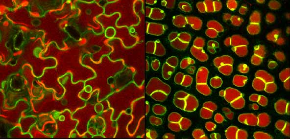 La vacuola: ¡no solo un agujero vacío!