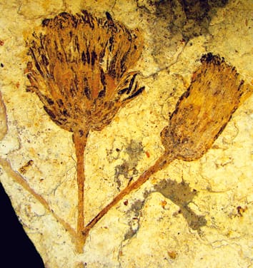 A new fossil taxon of Asteraceae