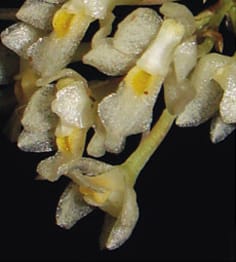 Caracteres florales en Capanemia