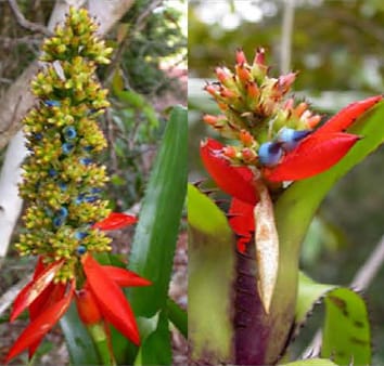 Ants mediate plant reproductive traits