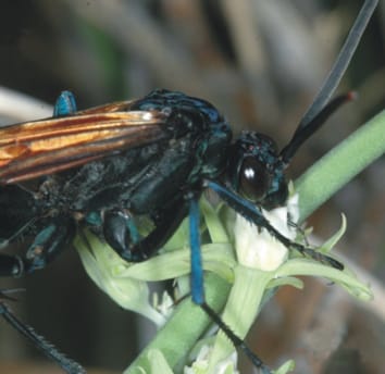 Extreme floral complexity and pollination in asclepiads