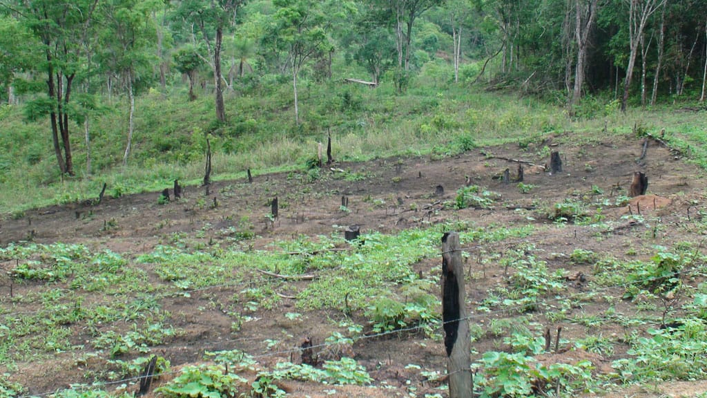 Does rain forest grow back? Archaeology might have the answer
