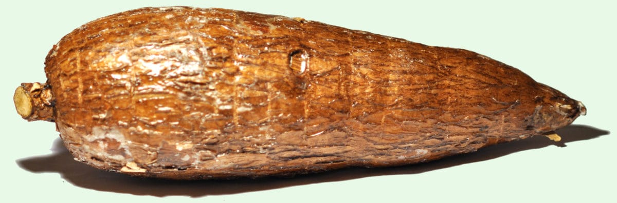 Manioc marriage mystery unearthed