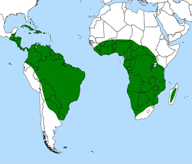 Surely, it is a truth universally acknowledged is that leaves are green?