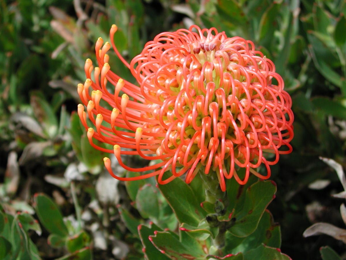 A flower of Leucospermum, a group of species in the Proteaceae
