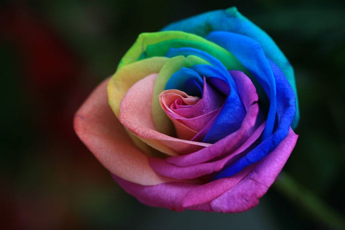 Roses are red – but they don’t need to be, if you know how to use food dyes and Fibonacci