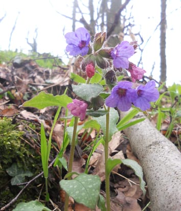 Biased morph ratios and skewed mating success