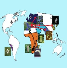 Biogeografía de la subfamilia Hyacinthoideae