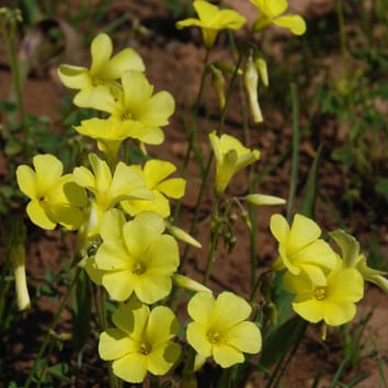 Polyploidy and plant invasions (Invited Review)