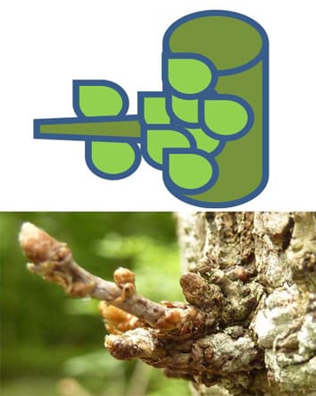 Ontogeny constrains sprouting in Quercus