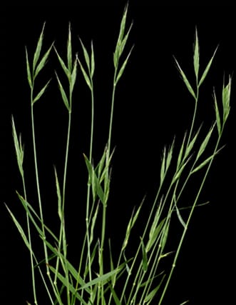 Nueva taxonomía de Brachypodium distachyon