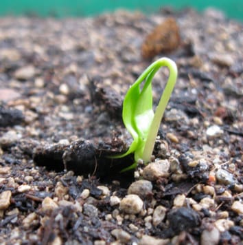 Seed quality at tree species’ altitudinal limits