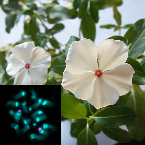 Article gratuit — Caractérisation cytogénétique et taille du génome de la plante médicinale Catharanthus roseus (L.) G. Don