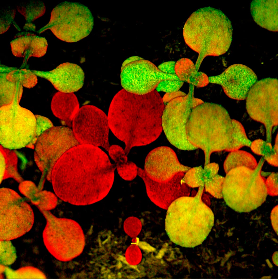Article gratuit — Un accessoire épifluorescent améliore la photographie numérique de plantes entières d'Arabidopsis thaliana exprimant une protéine fluorescente verte décalée vers le rouge