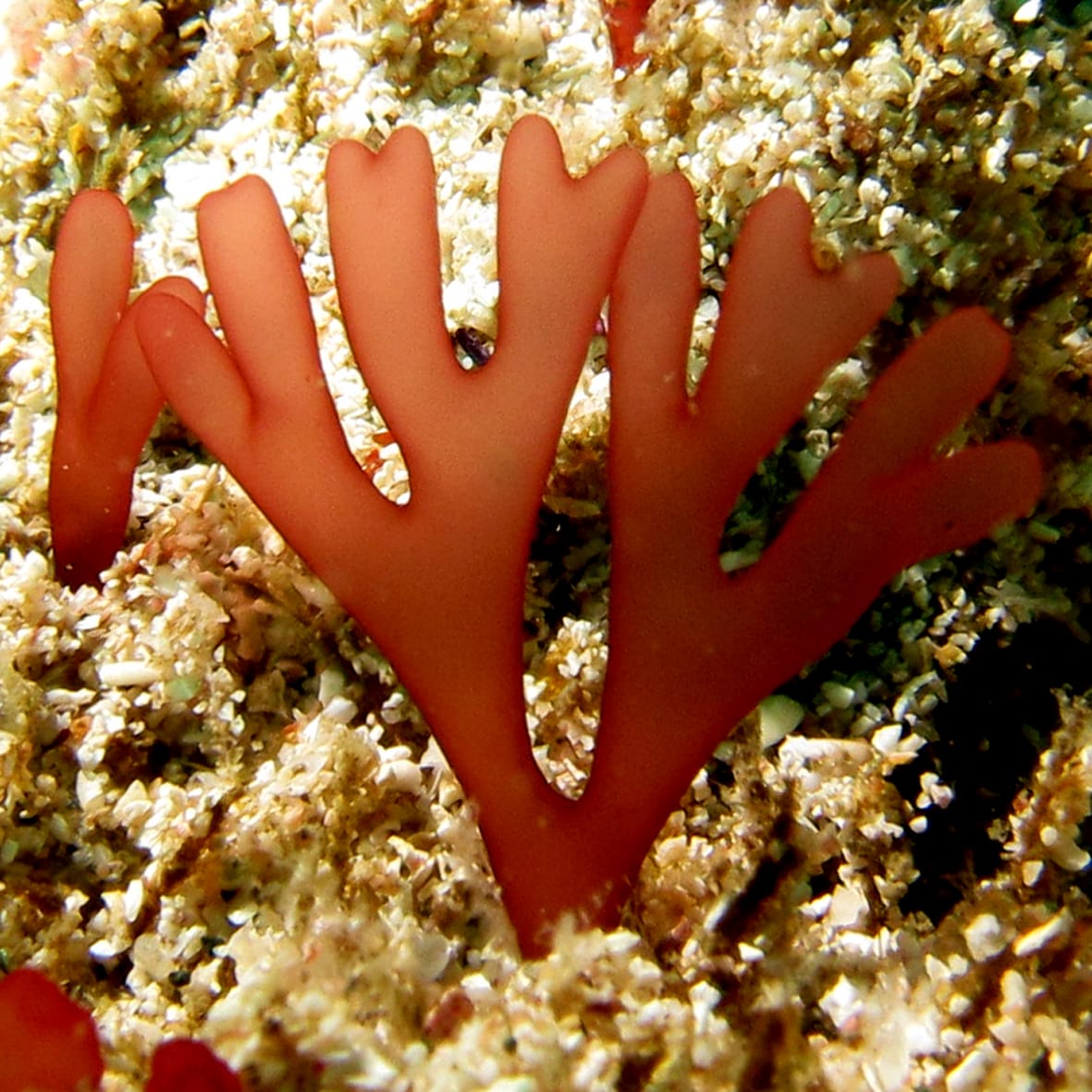 Article gratuit — Estimations de la teneur en ADN nucléaire des lignées d'algues rouges