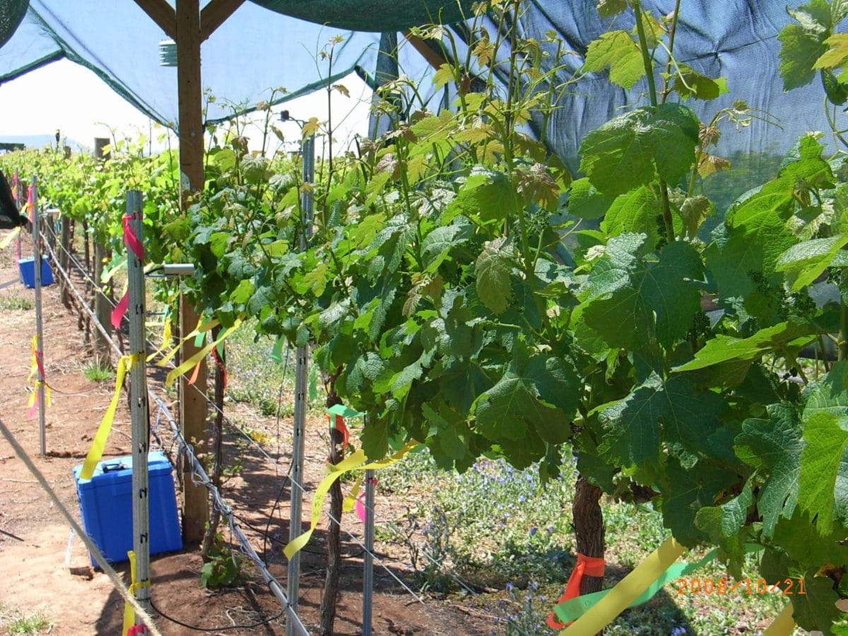 Article gratuit — Modélisation des réponses foliaires photosynthétiques et transpiration-dépendantes de la température chez Vitis vinifera cv. Vignes de sémillon poussant dans des conditions viticoles chaudes et irriguées