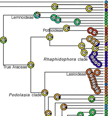 Inferencia de máxima verosimilitud del número de cromosomas