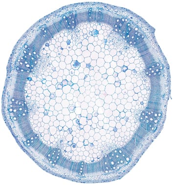 Origins of woodiness in Balsaminaceae