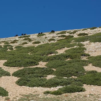 Annual increments of juniper as a climatic proxy