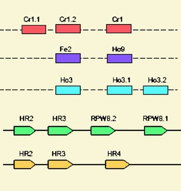 Resistance to pathogens under variable temperatures